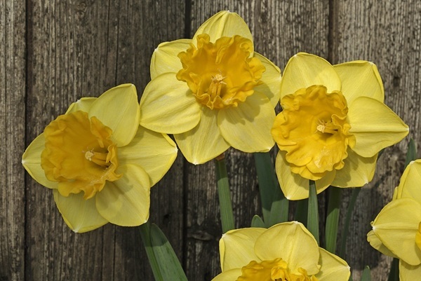 gringo-sized.jpg gringo-sized.jpg