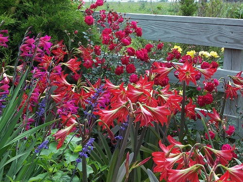 Hardy Amaryllis (Hippeastrum x johnsonii)