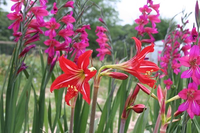 hardy-amaryllis-st-josephs-lily-hippeastrum-johnsonii-6-.jpg