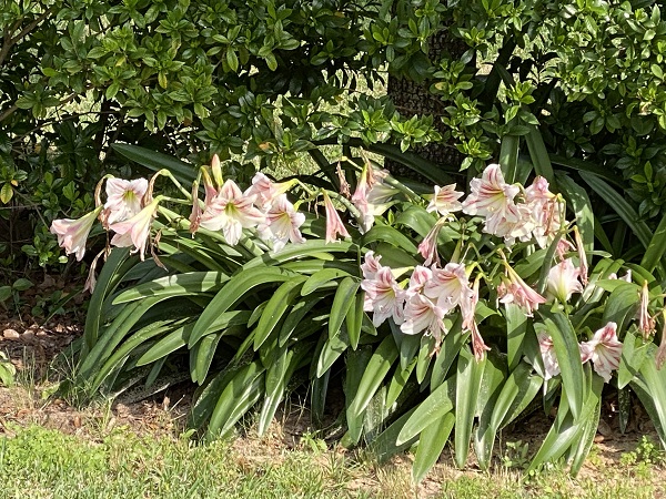 hippeastrum-vittatum-group-close-up-600-x-450.jpg