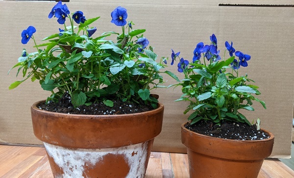 in-pots-with-pansies.9.jpg