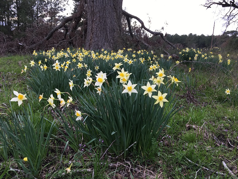 incomparable-daffodil-clump.jpg