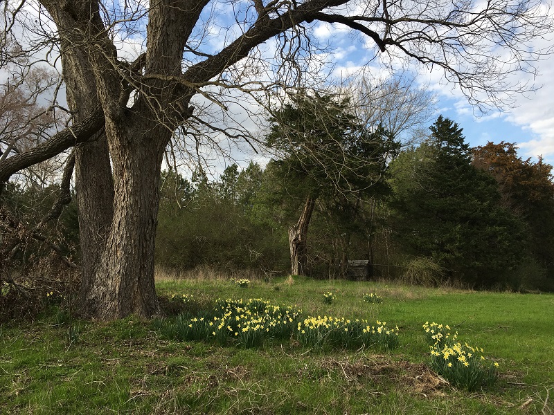 incomparable-daffodil-under-tree.jpg