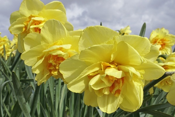 indiras-b.jpg indiras-b.jpg