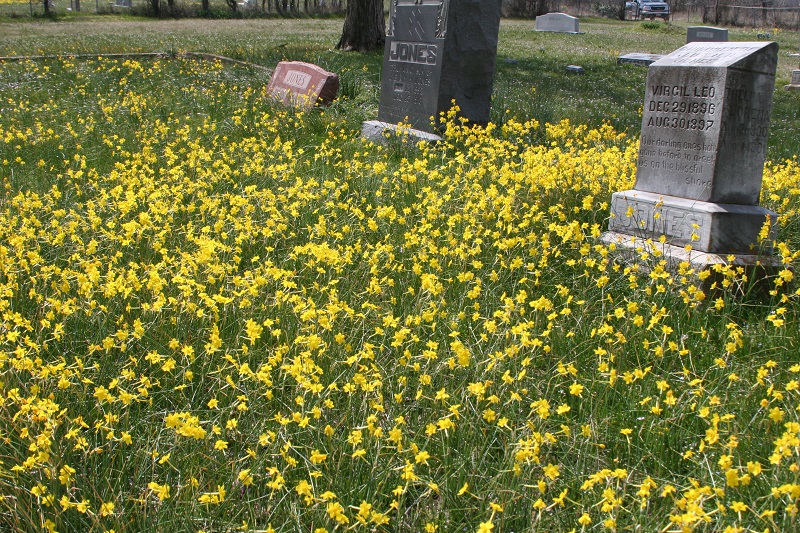 jonquils-in-a-cemetery.jpg