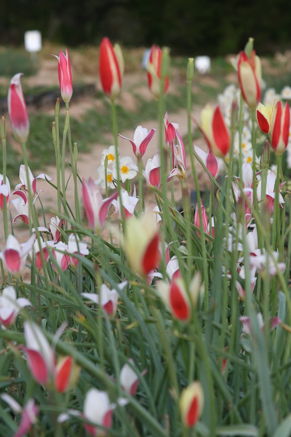 lady-jane-tulips-with-daffodils-and-tubergen-s-600-x-900.jpg