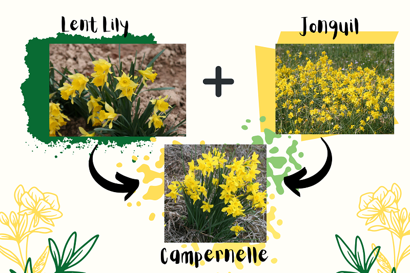 lent-lily-jonquil-to-campernelle-png-resize.png