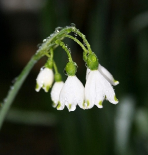 Lily of The Valley Bulbs for Planting - Stunning White Weeping Flowers - Fresh Leucojum Bulbs to Grow (10 Bulbs)