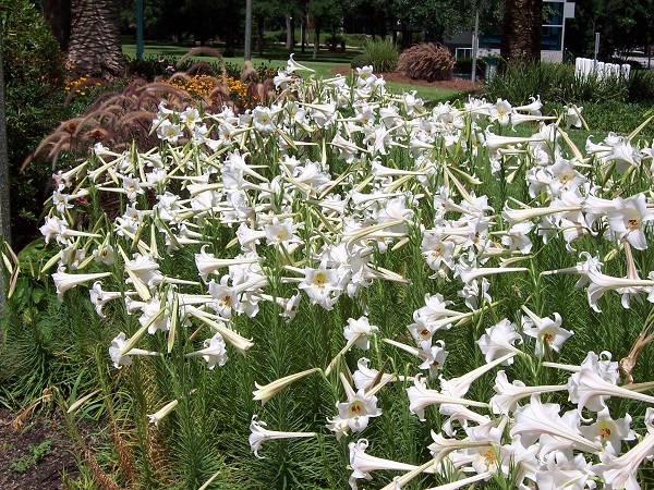 lilium-formosanum-philippine-lily-600-x-450.jpg