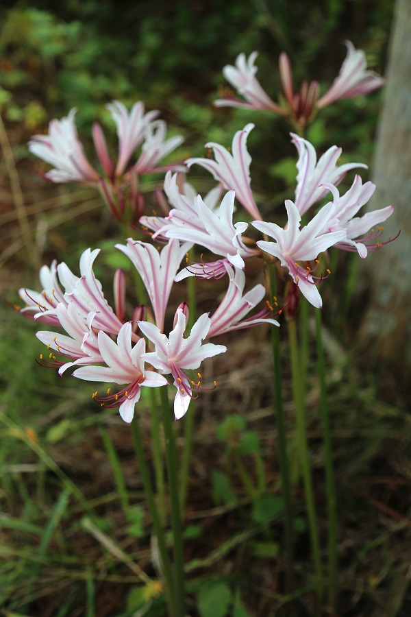 lycoris-incarnata-from-japan.jpg