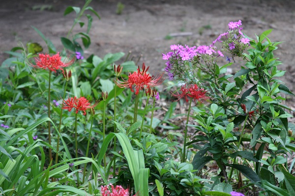 lycoris-radiada-red-spider-lily-companion-plants-600-x-400.jpg