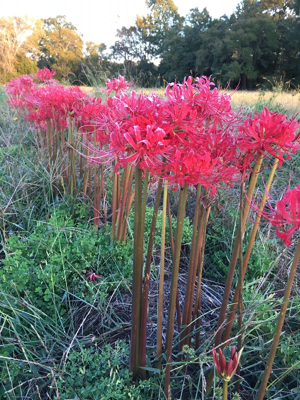 lycoris-radiada-red-spider-lily-naked-stem-in-a-row-600-x-800.jpg