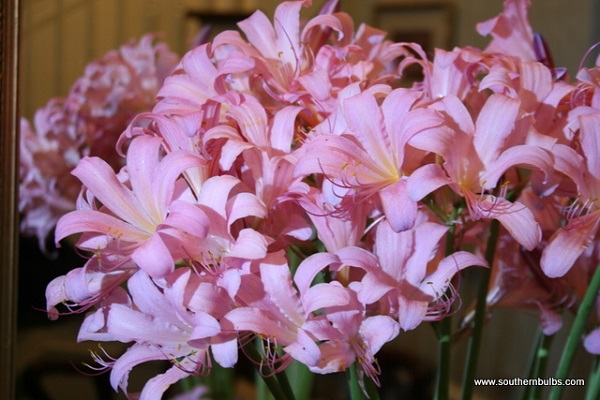 lycoris-squamigera-naked-lady-close-up-bouquet-600-x-400.jpg