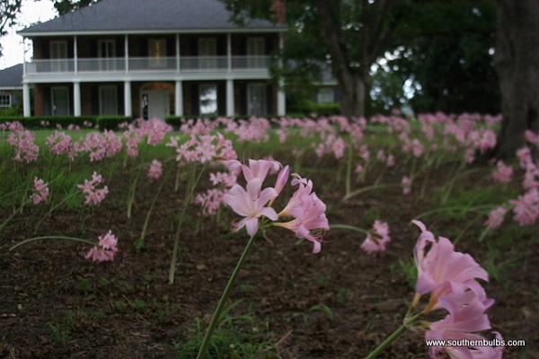 lycoris-squamigera-naked-lady-yard-full-in-front-of-house.jpg