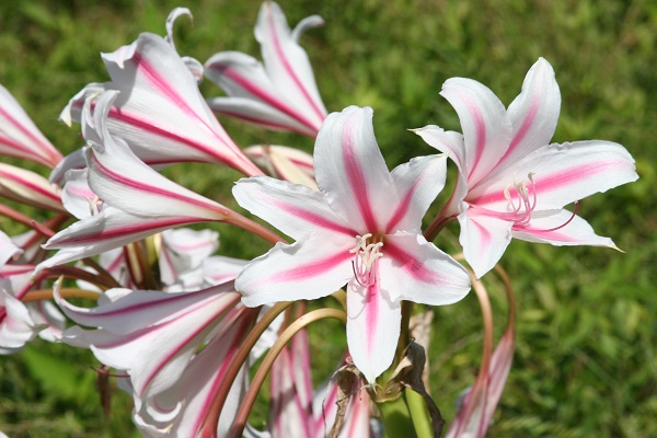 milk-and-wine-crinum-herbertii-600-x-400.jpg