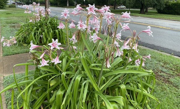 Milk And Wine Lily