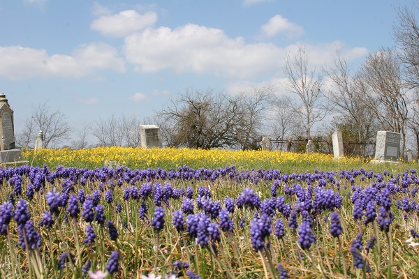 muscari-grape-hyacinth-in-field-with-daffodils.1.jpg