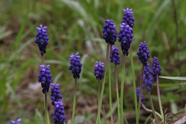 muscari-grape-hyacinth-lovely-group.jpg