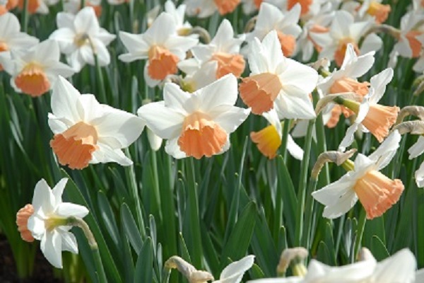 narcissus-accent-apricot-color-600-x-400.jpg