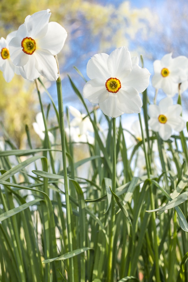 narcissus-actaea-blooms-looking-up-600-x-899.jpg