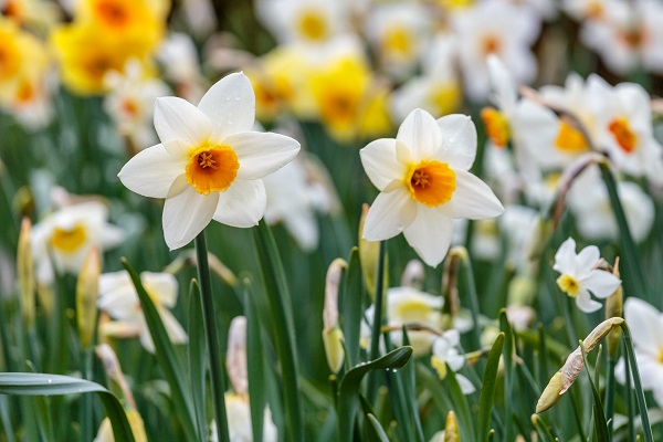 narcissus-barret-browning-full-blooms-600-x-400.jpg