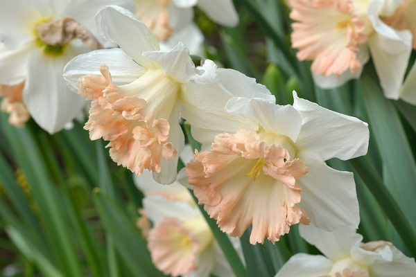 narcissus-british-gamble-side-view-really-close-up-shutterstock-600-x-400.jpg