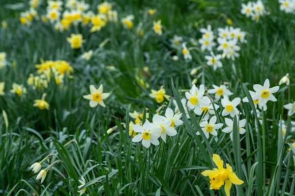 narcissus-carlton-in-field-with-other-bulbs.1.jpg