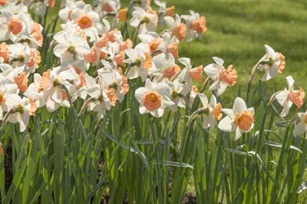 narcissus-chromacolor-ebr5413.jpg