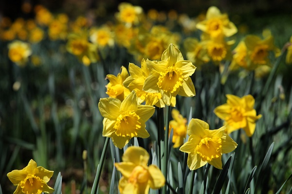 Dutch Master Trumpet Daffodil, Narcissus