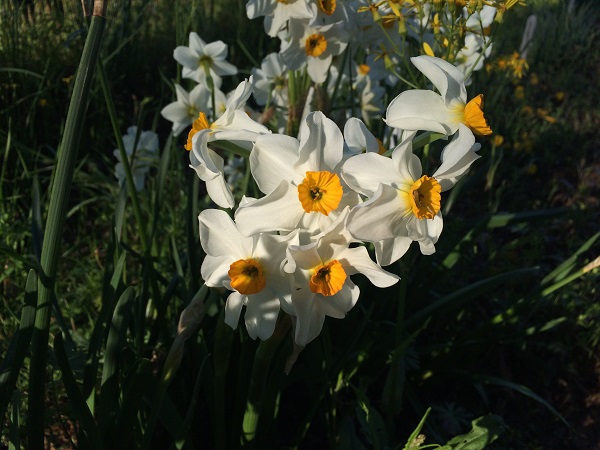 narcissus-geranium-600-x-400.jpg