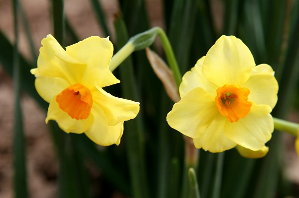 narcissus-golden-dawn-close-up-petals-600-x-399.jpg