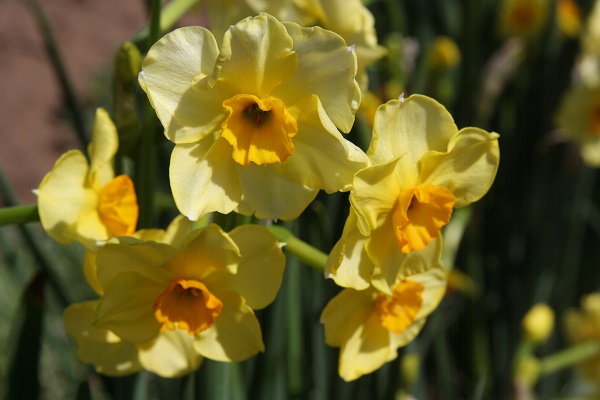 Narcissus Tazetta 'Golden Dawn' - Southern Heirloom Flower Bulb