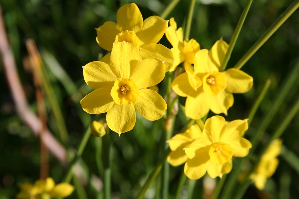 narcissus-heirloom-jonquil-600-x-400.jpg