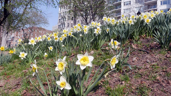 narcissus-ice-follies-on-side-of-hill.jpg