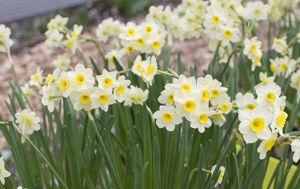 narcissus-minnow-field-but-up-close-bloom-600-x-379.jpg