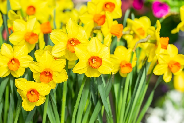 narcissus-monal-blooms-on-stems-600-x-400.jpg