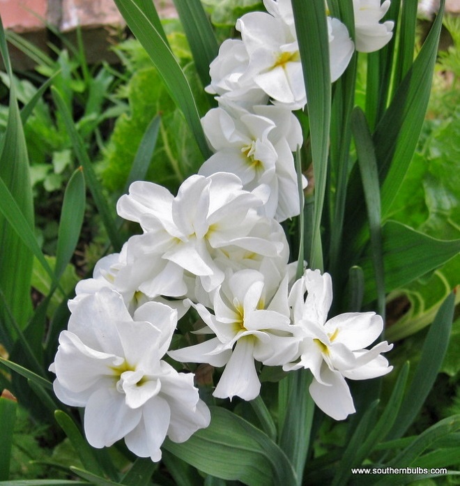 monal daffodil