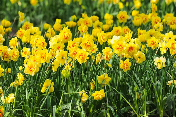 narcissus-tahiti-daffodil-field-600-x-400.jpg