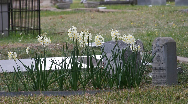 narcissus-tazetta-italicus-at-cemetery-600-x-331.jpg