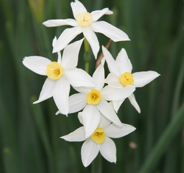 narcissus-tazetta-italicus-close-up-600-x-555.jpg