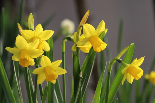 narcissus-tete-a-tete-daffodils-up-close-600-x-400.1.jpg