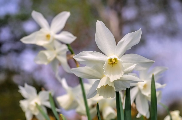 narcissus-thalia-600-x-400.jpg