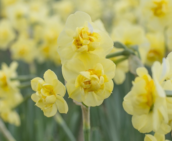 narcissus-yellow-cheerfulness-up-close-600-x-400.jpg