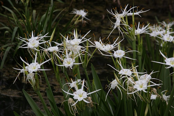 native-tx-spider-lily-4-.jpg