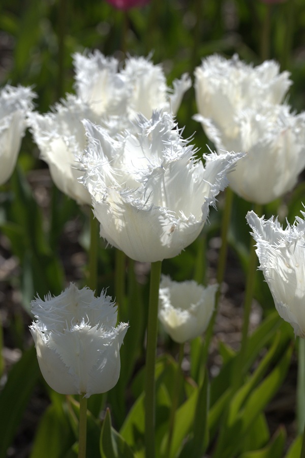 noordeinde.jpeg noordeinde.jpeg