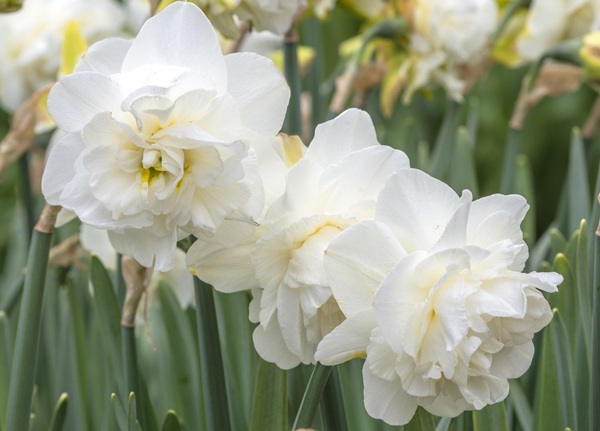 obdam-dsc4488.jpg obdam-dsc4488.jpg