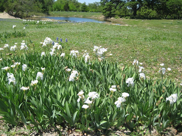 pre-england-85-white-cemetery-iris-in-field.jpg