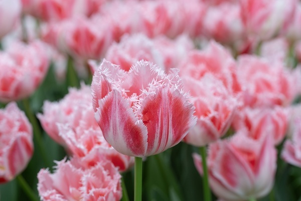 ranomi-ebr-0344-2-.jpg ranomi-ebr-0344-2-.jpg