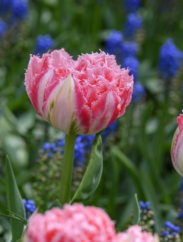 ranomi-ebr-5347-2-.jpg ranomi-ebr-5347-2-.jpg