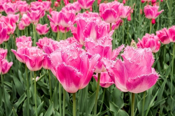 shutterstock-1293413929.jpg shutterstock-1293413929.jpg